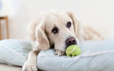 Caring for Pets in their Golden Years