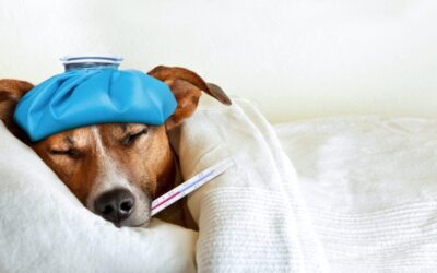 How to Check Your Pet for Illness