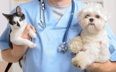 How to Choose Right Vet Clinic for Your Multi Breeds Pets