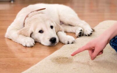 How to take care of your New Dog – Basic Advice