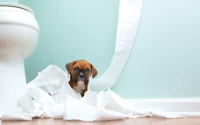 A Simple Guide to Toilet Training for your Pet