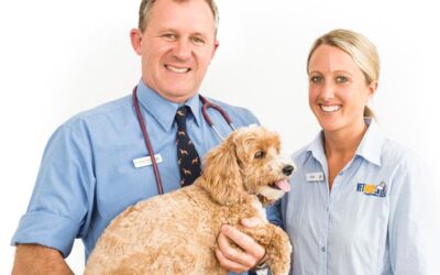 Minimising stress when visiting the vet