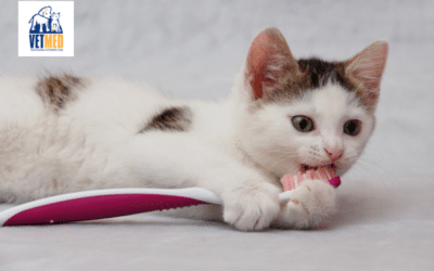 Preventative dental care for cats