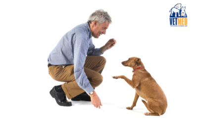 Training Your New Puppy (Getting off on the Right Paw)