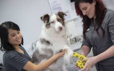 The Truth About Dog Vaccinations: Separating Fact from Fiction