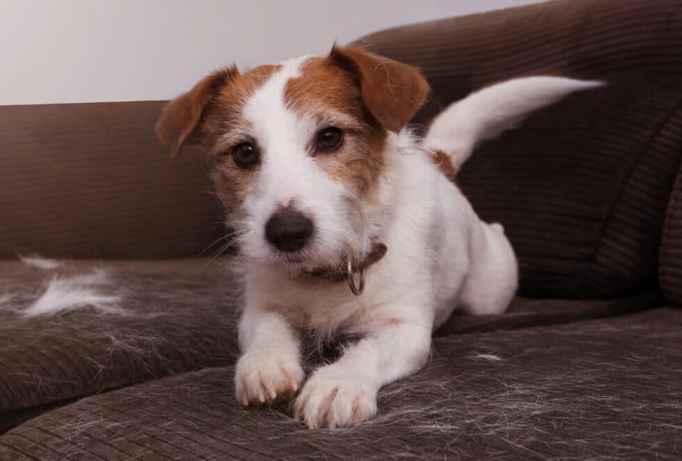 cat-and-dog-shedding-vetmed