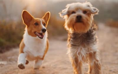 Male dogs are more aggressive than females – fact or fiction?