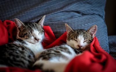 Desexing Cats and Kittens: The Advantages of Neutering or Spaying Your Feline Companion