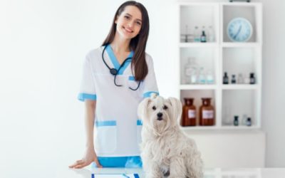 Comprehensive Veterinary Care in Lindfield, Randwick, and the Northern Beaches