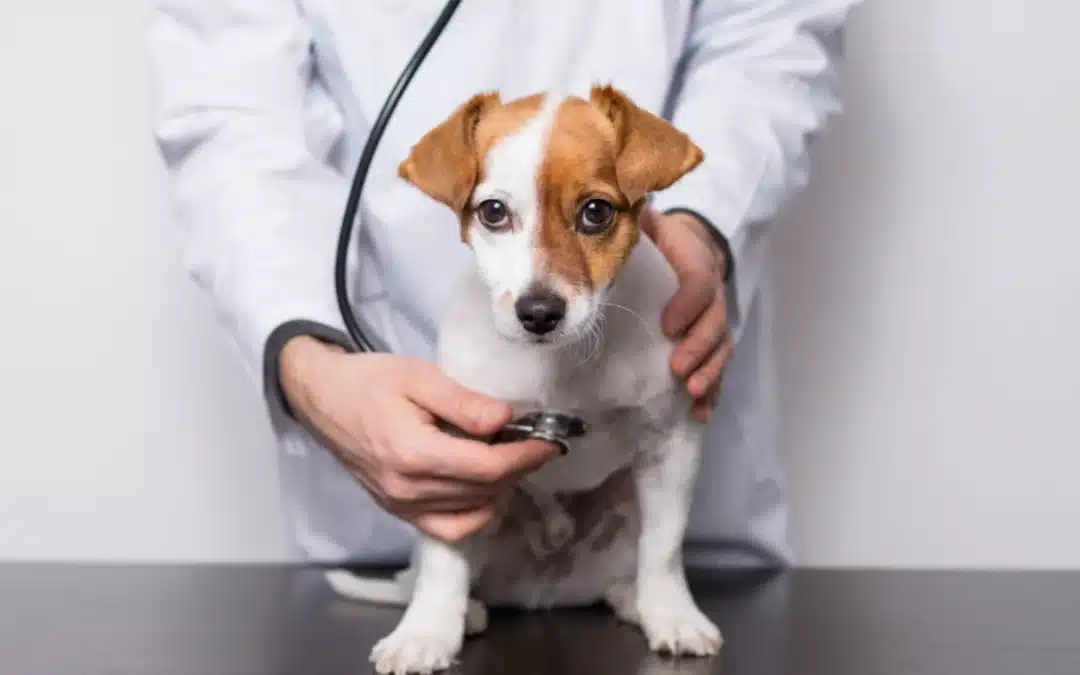 Tips for Managing Pet Healthcare Costs