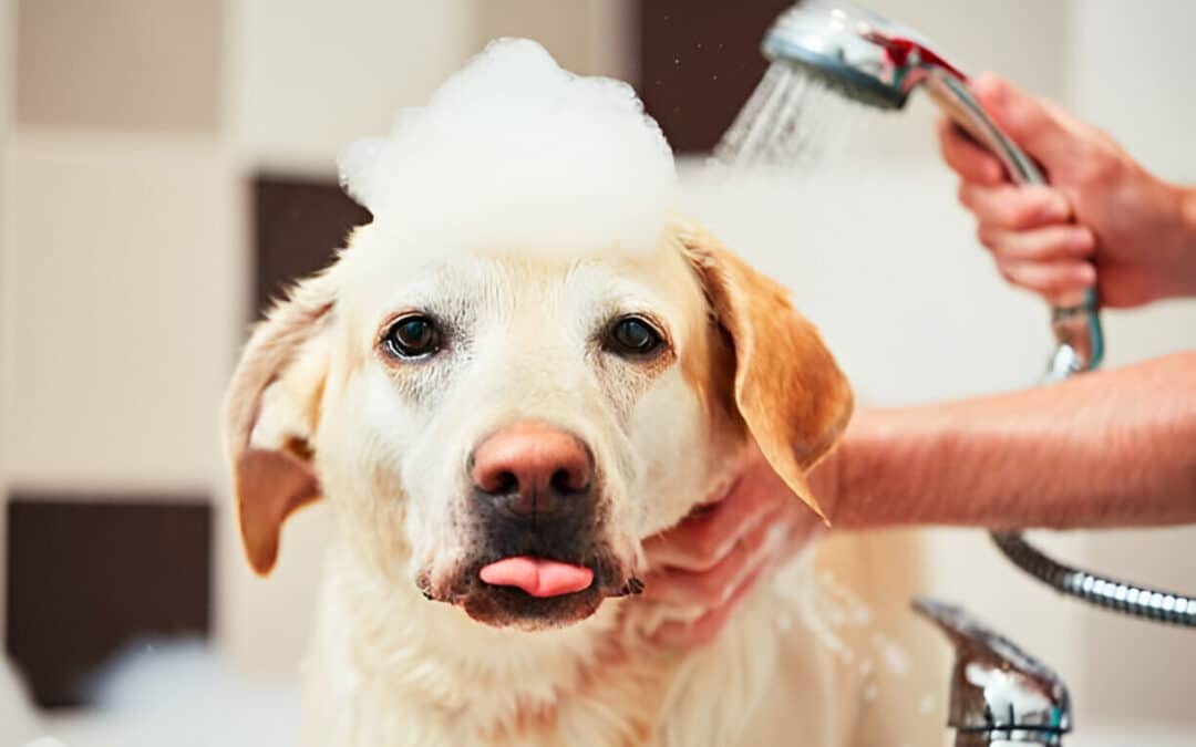 Dog grooming in the North Shore