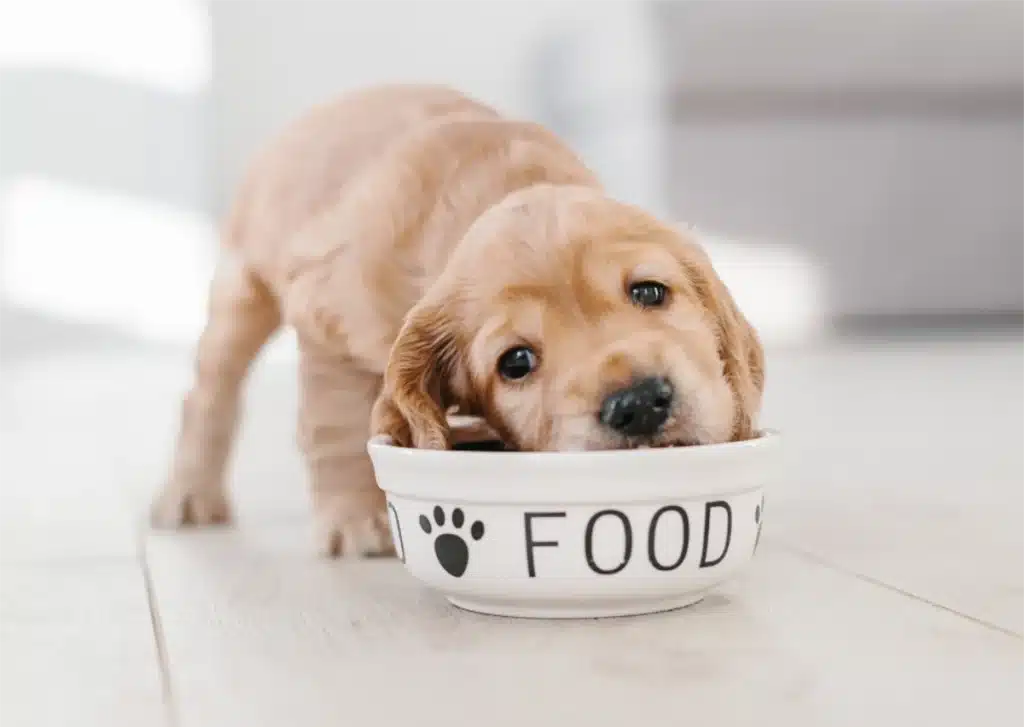 Foods pets should avoid