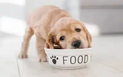 Foods to Steer Clear of for a Healthy Furry Friend