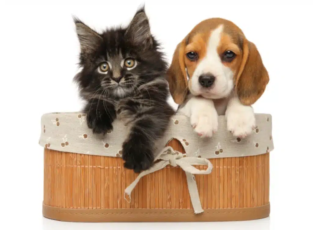 Kitten and Puppy in a basket -role of Desexing