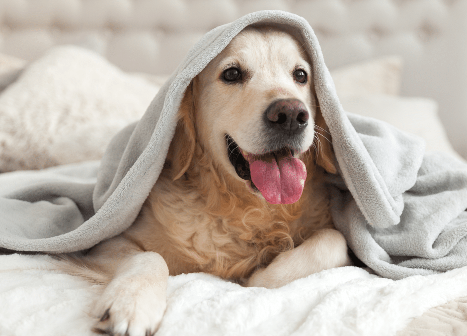 Caring for your pet during Winter