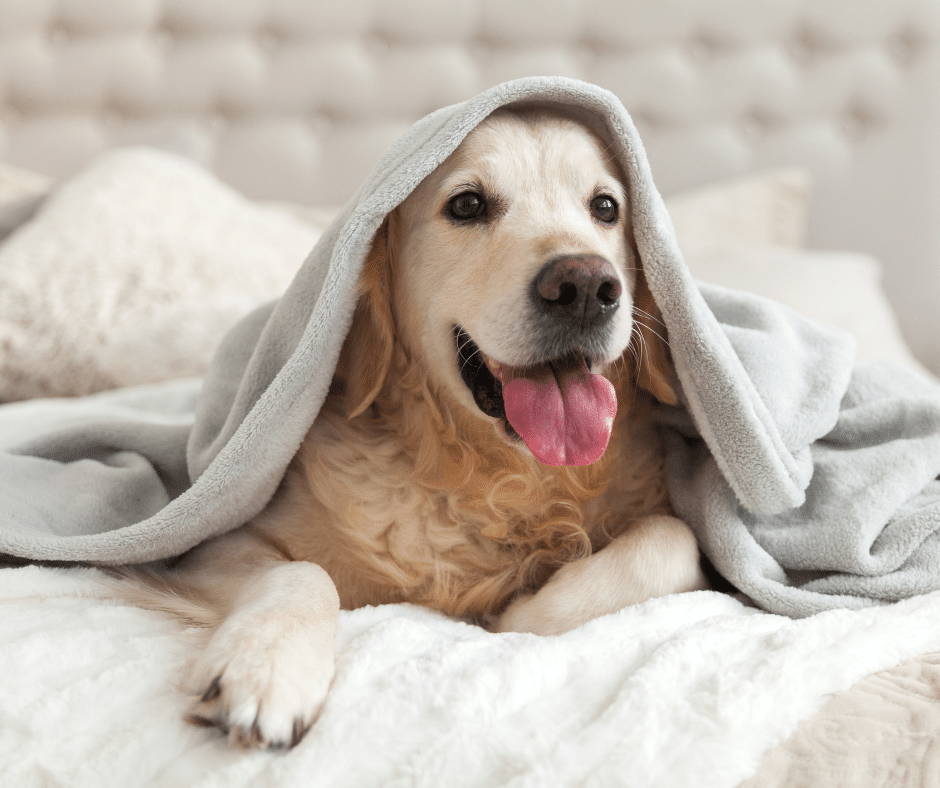 Caring for your pet during winter