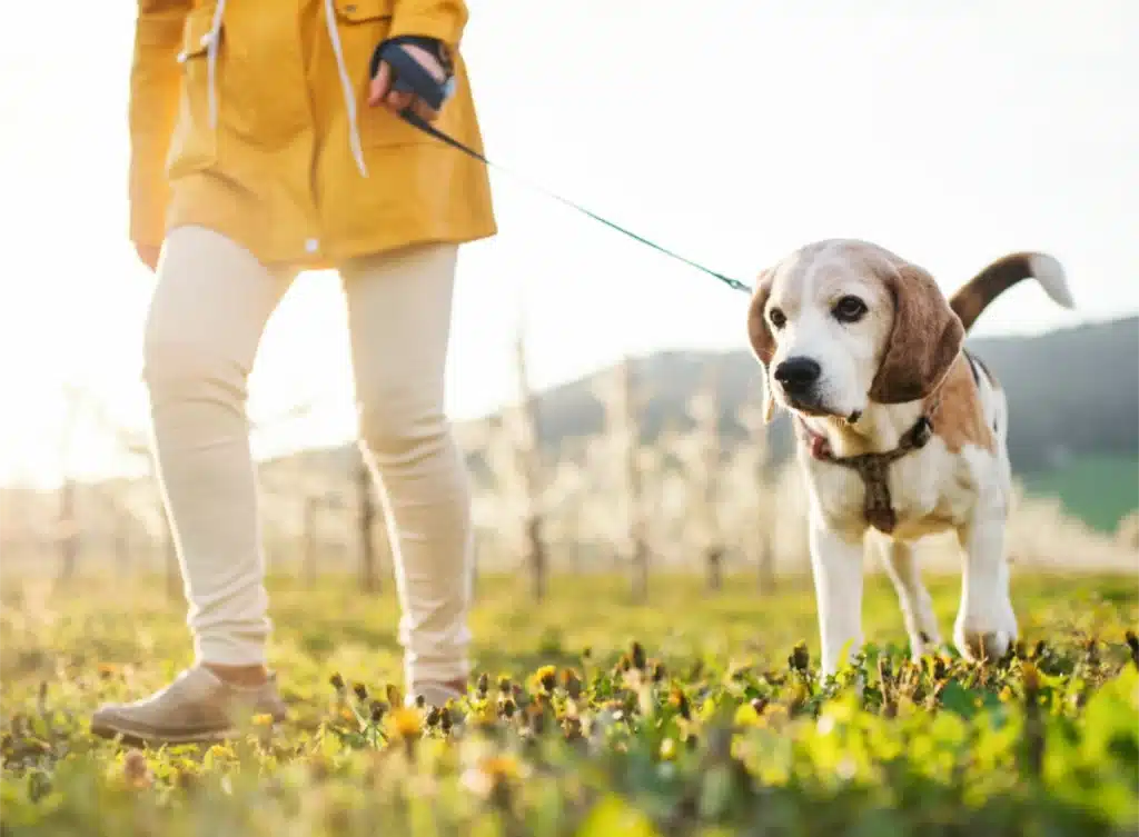 Healthy Ways to keep you pet in shape