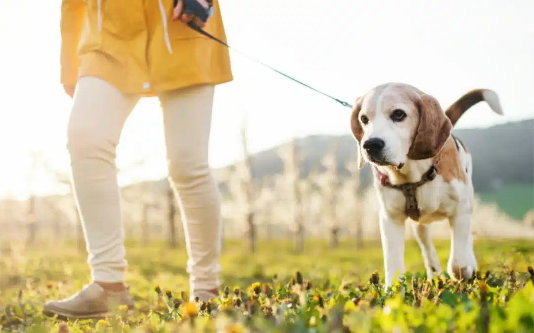 Healthy ways to keep your pet in shape