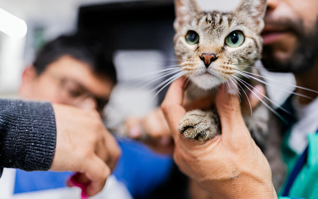 Finding the Perfect Vet for Your Cat in the Eastern Suburbs