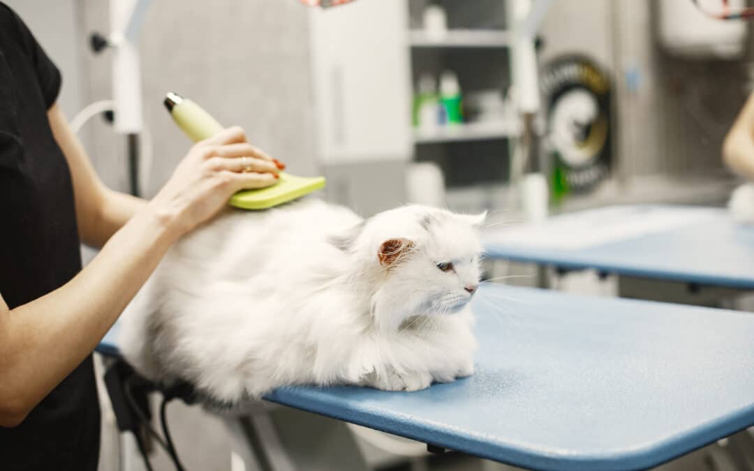 The Ultimate Guide to Cat Grooming Services in North Shore