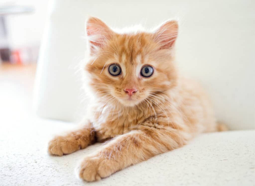 A Survival Guide to Care for Your New Kitten