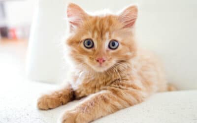 A Survival Guide to Care for Your New Kitten