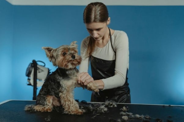 Comprehensive Dog Grooming Services in North Shore