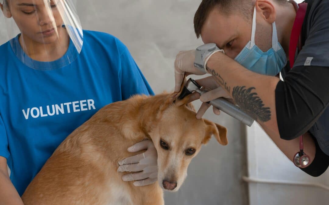 Expert Veterinary Care