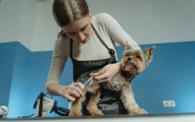 Comprehensive Dog Grooming Services in North Shore