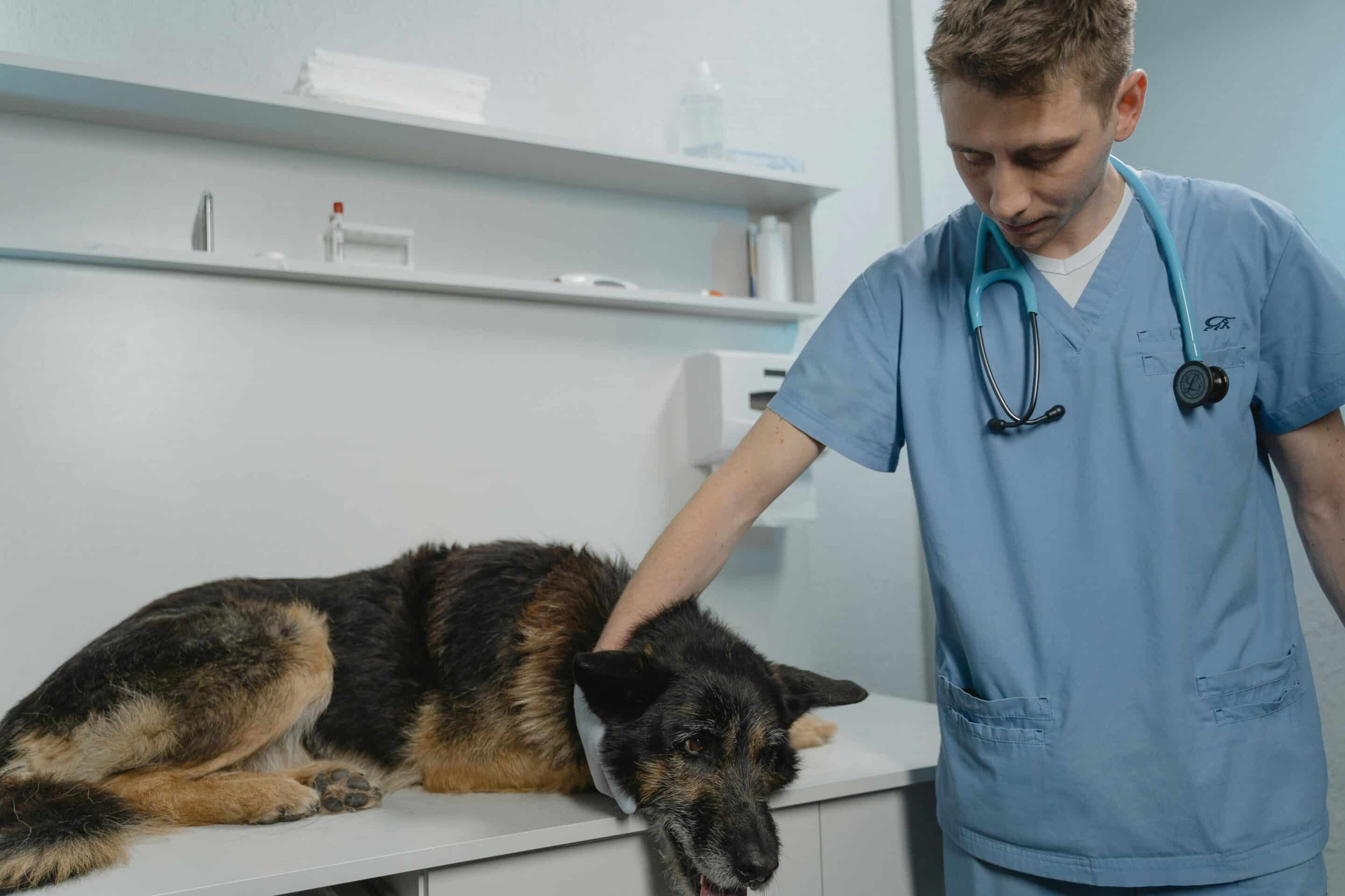 Expert Veterinary Care