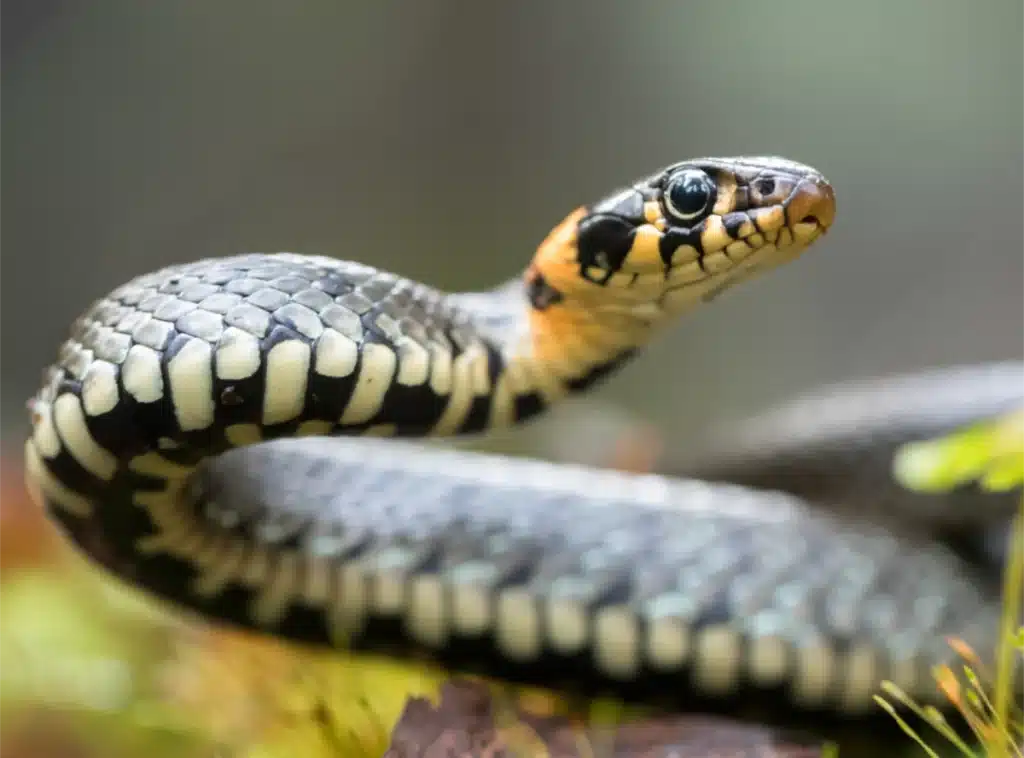 Protecting Your Pet from Snake Bites image of snake