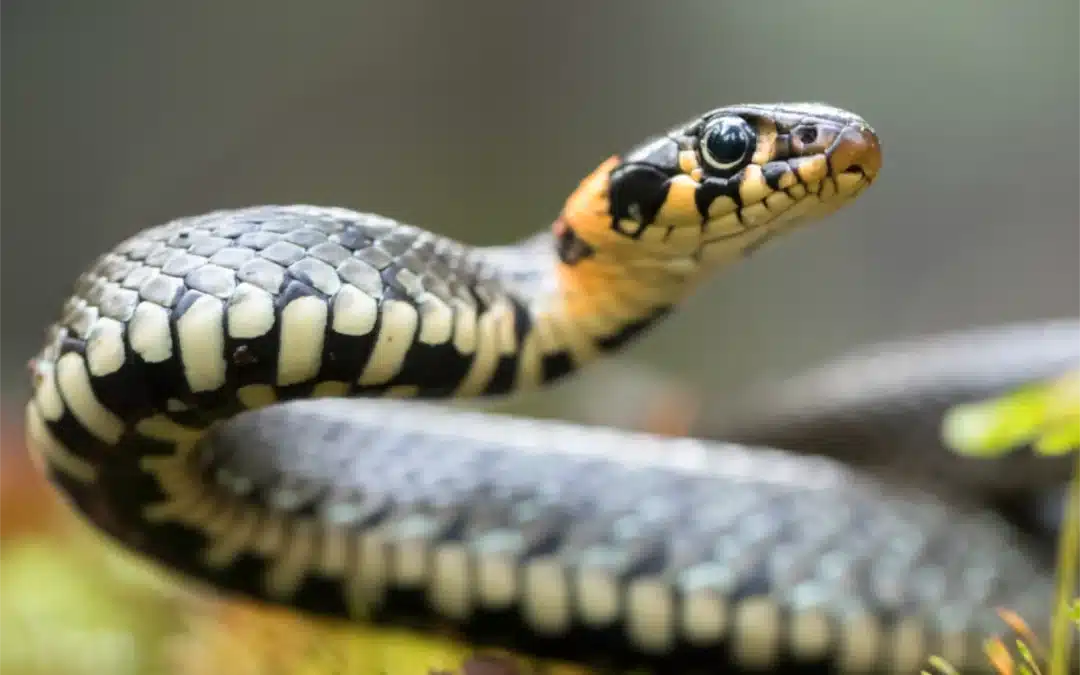 Protecting Your Pet from Snake Bites: What Every Pet Owner Should Know