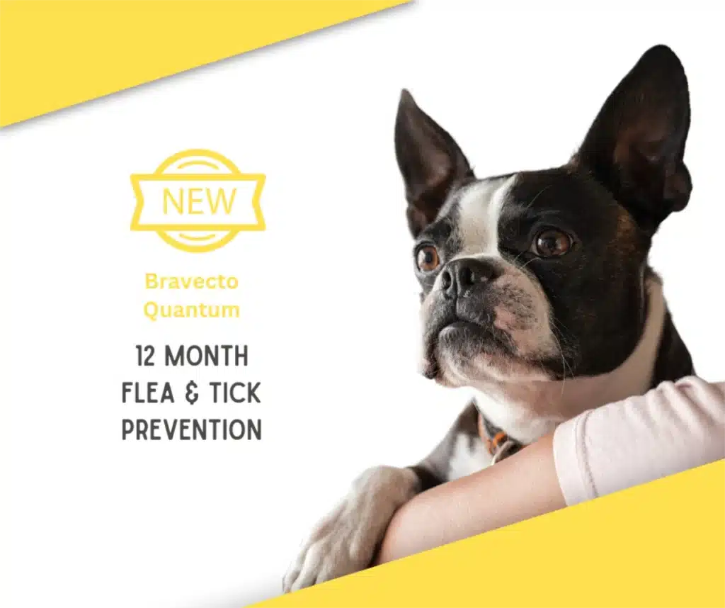 Keep Your Dog Protected This Tick Season with Bravecto Quantum image