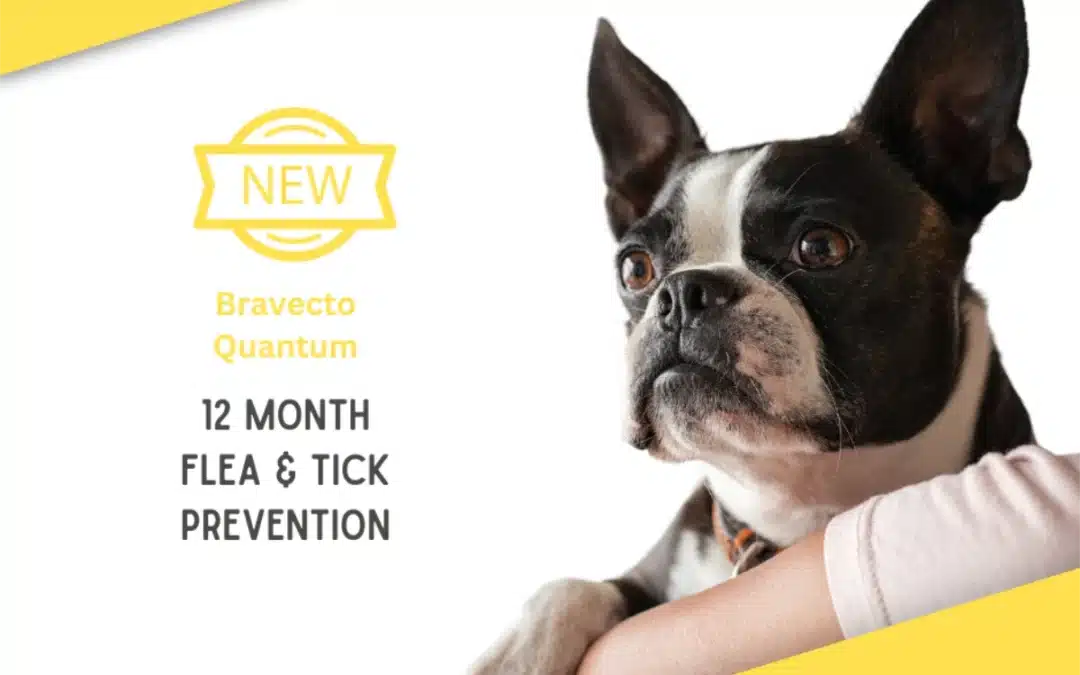 Keep Your Dog Protected This Tick Season with Bravecto Quantum