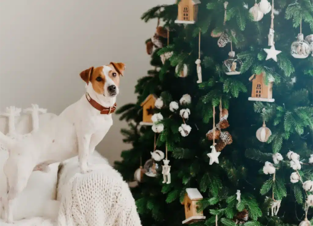 Pet-Proofing Your Christmas Decorations_ Dog looking at christmas tree