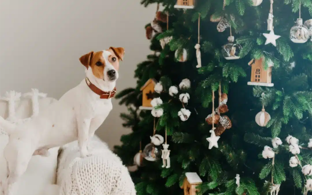 Pet-Proofing Your Christmas Decorations: Keeping Furry Friends Safe During the Festivities