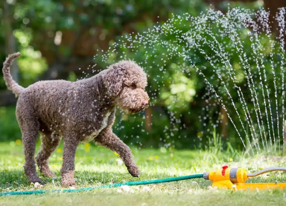 Preparing Your Pet for Warmer Weather: Essential Spring & Summer Health Tips