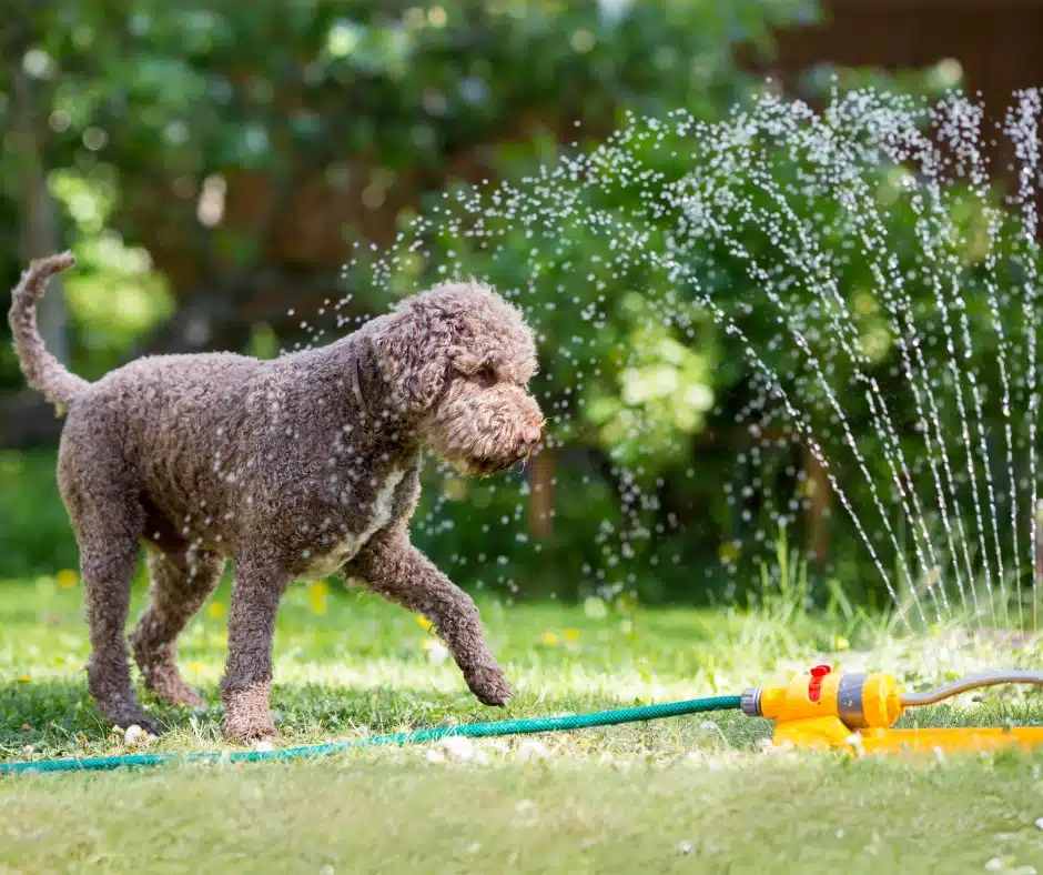 Preparing Your Pet for Warmer Weather-dog playing with sprinkler